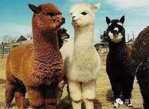 爆料美国羊驼是真的吗视频,美国羊驼视频爆料背后的真实情况  第2张