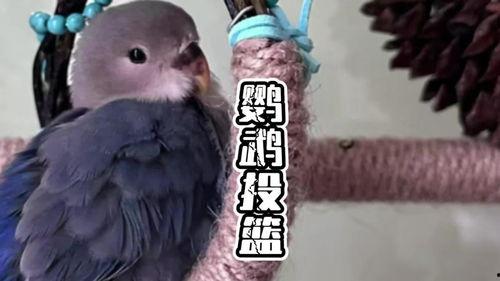 摸鸟视频在线观看,在线观看摸鸟视频，感受鸟类魅力瞬间